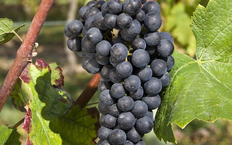 Traubensorte Blauburgunder