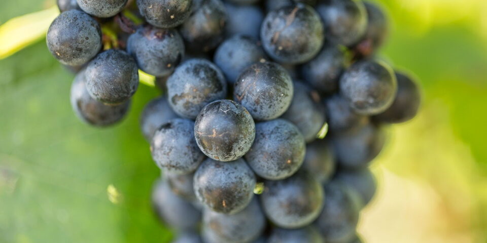 Traubensorte Zweigelt